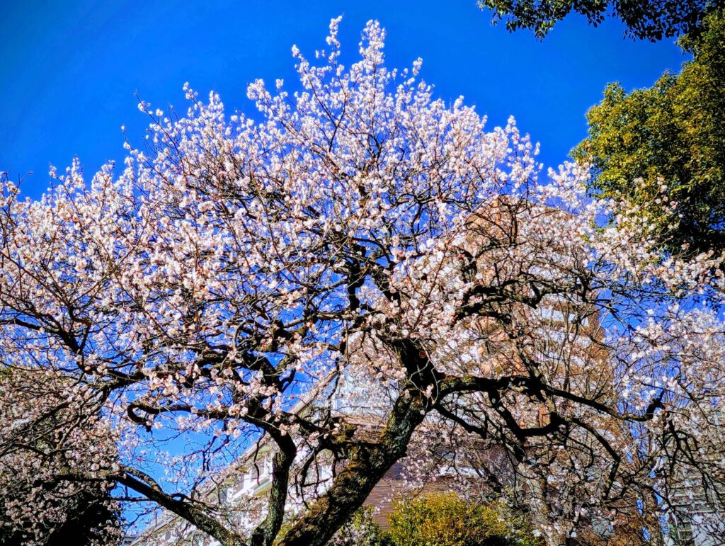 満開の梅の花