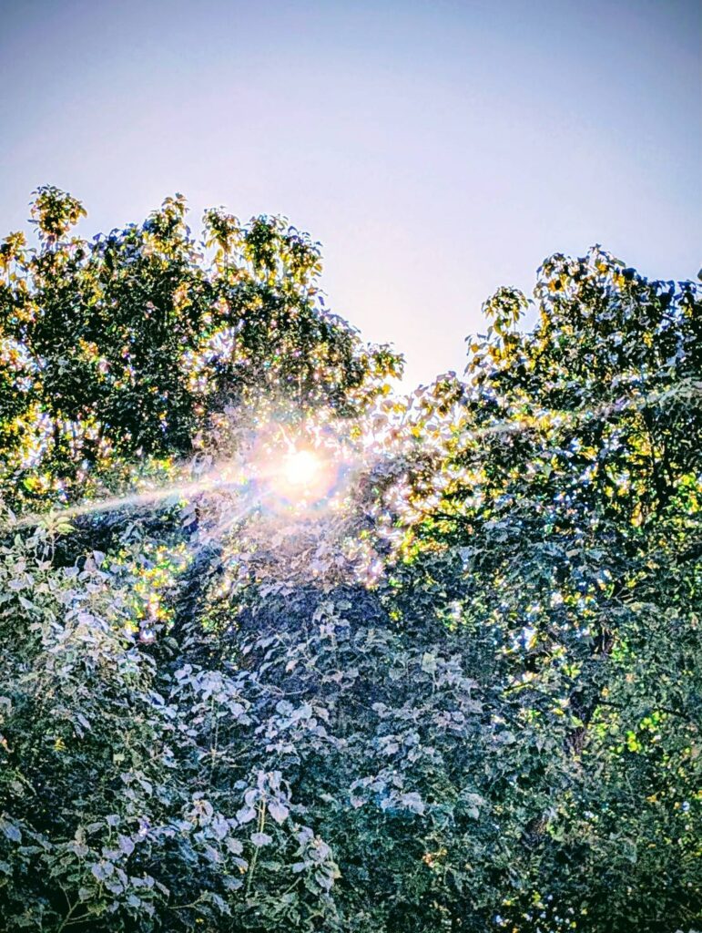 町田天満宮の朝日