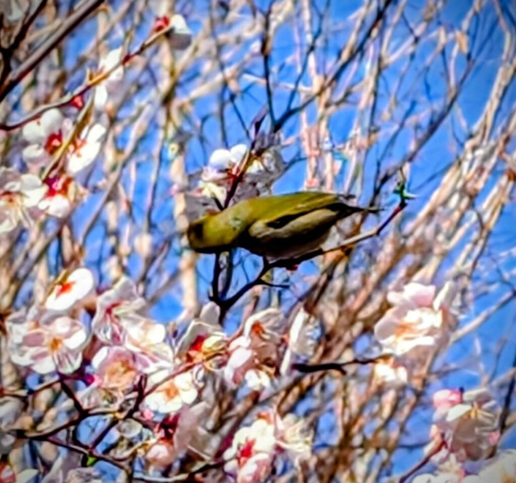 梅の中のメジロ