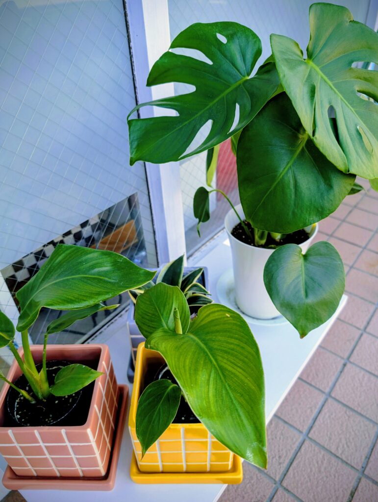 モンステラの葉