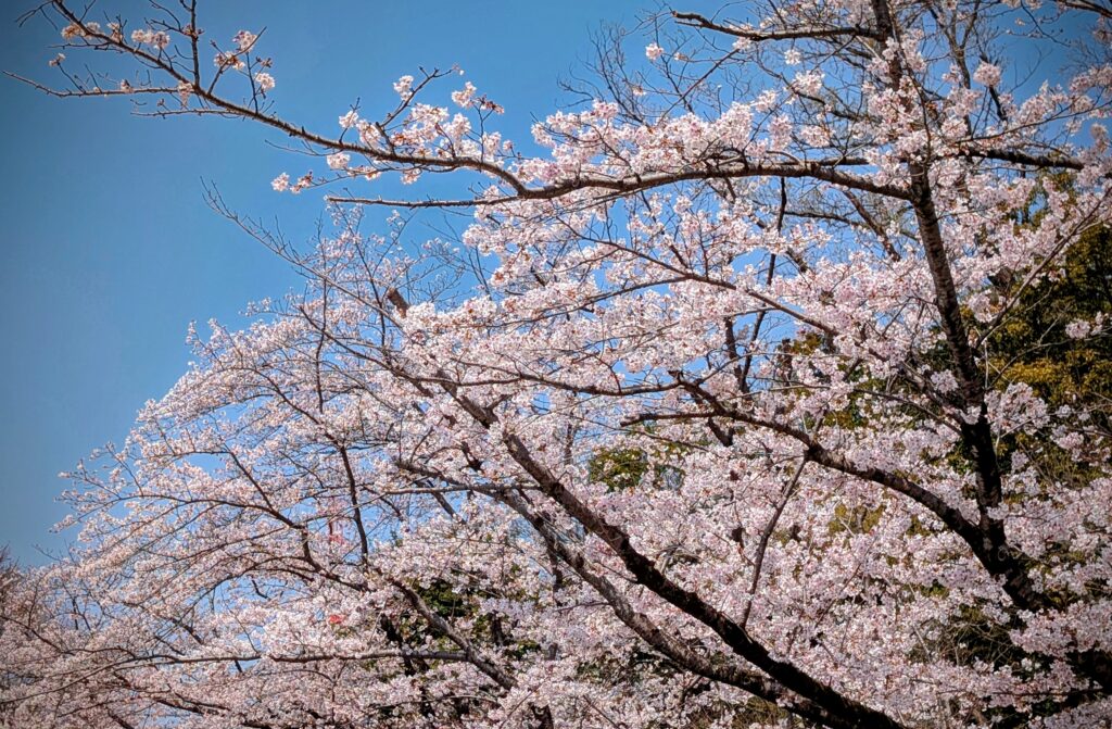 芹ヶ谷公園・桜