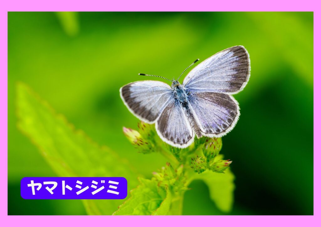 ヤマトシジミ