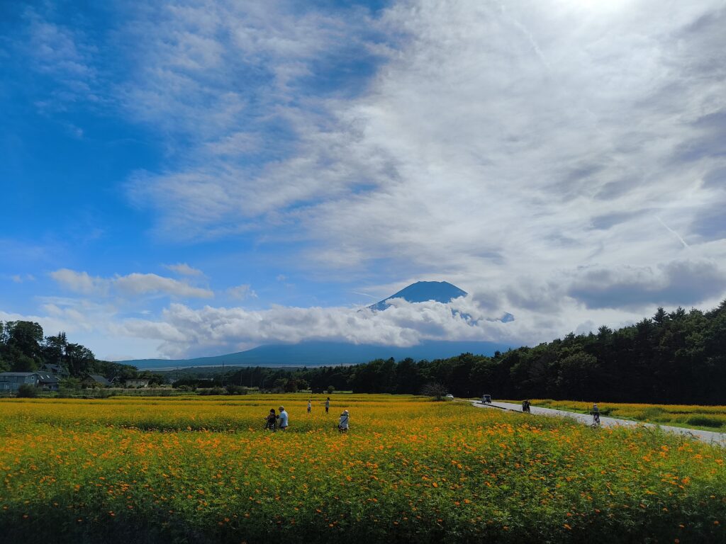花の都公園・黄色いコスモスと富士山