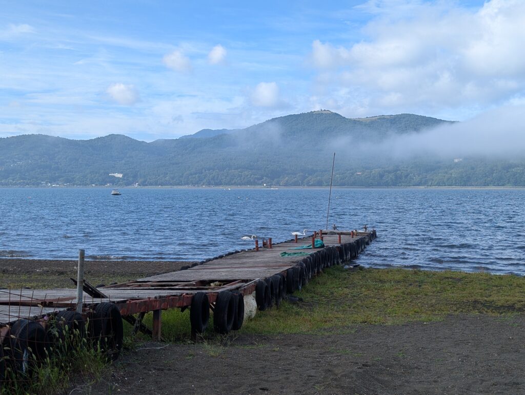 山中湖湖畔・白鳥どこに!?